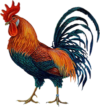 bota pub coq