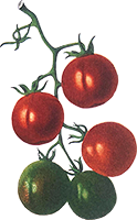 bota pub tomates